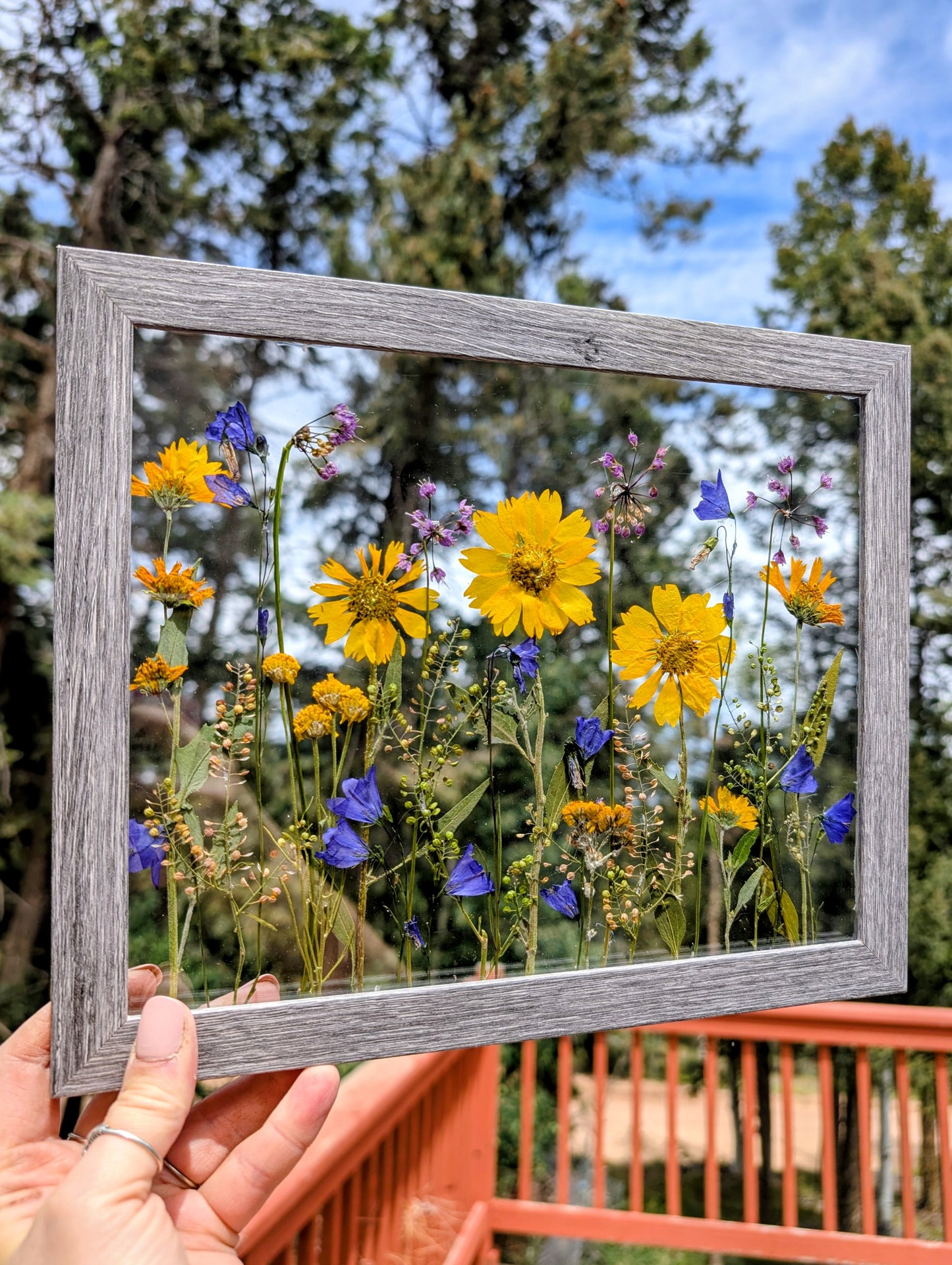 Colorado Wildflower Window Statement Piece