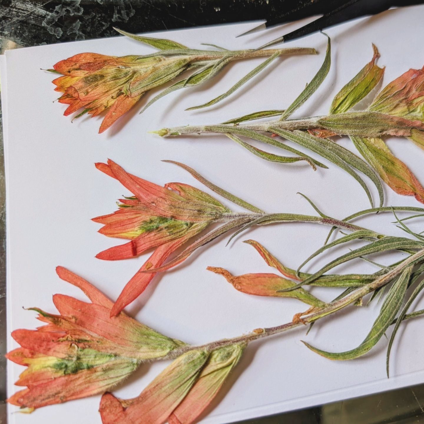 Indian Paintbrushes Pressed Wildflowers