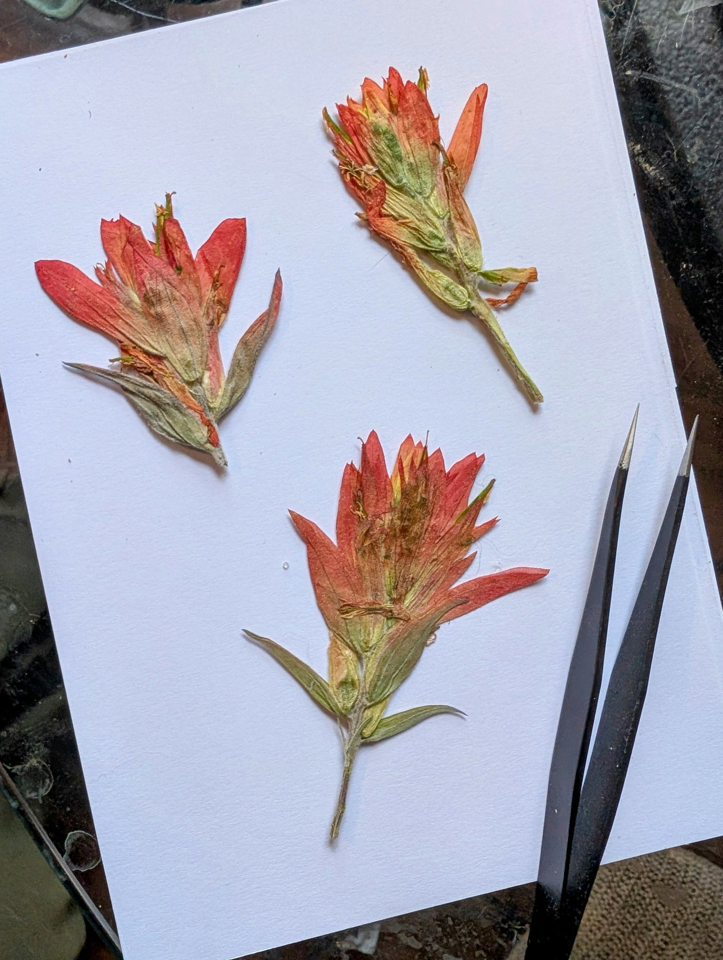 Indian Paintbrushes Pressed Wildflowers
