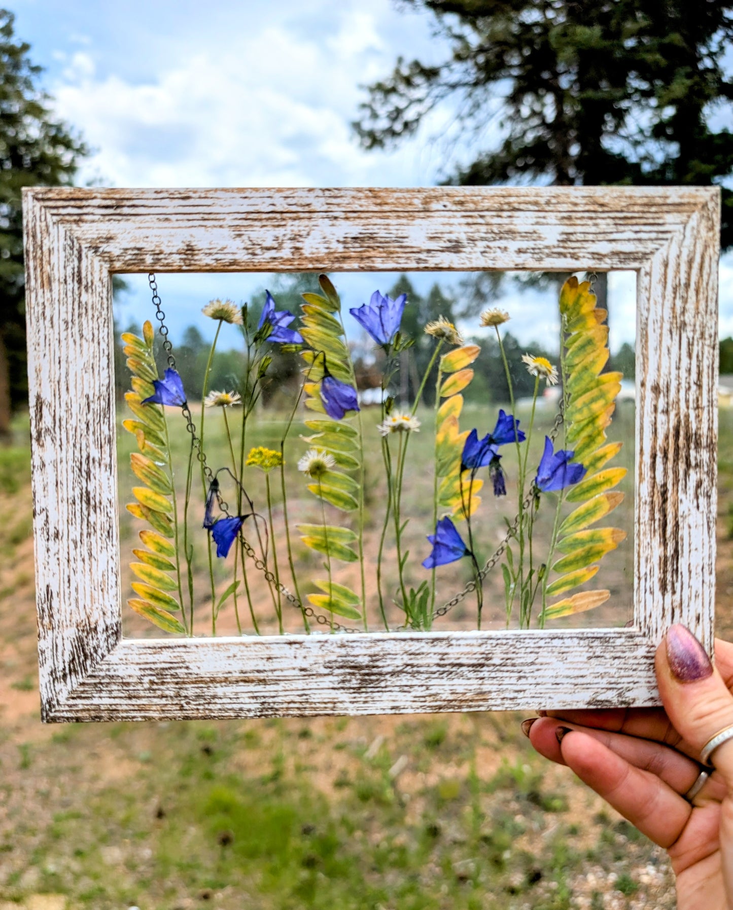 Colorado Alpine Daisies and Harabells Wildflower Window