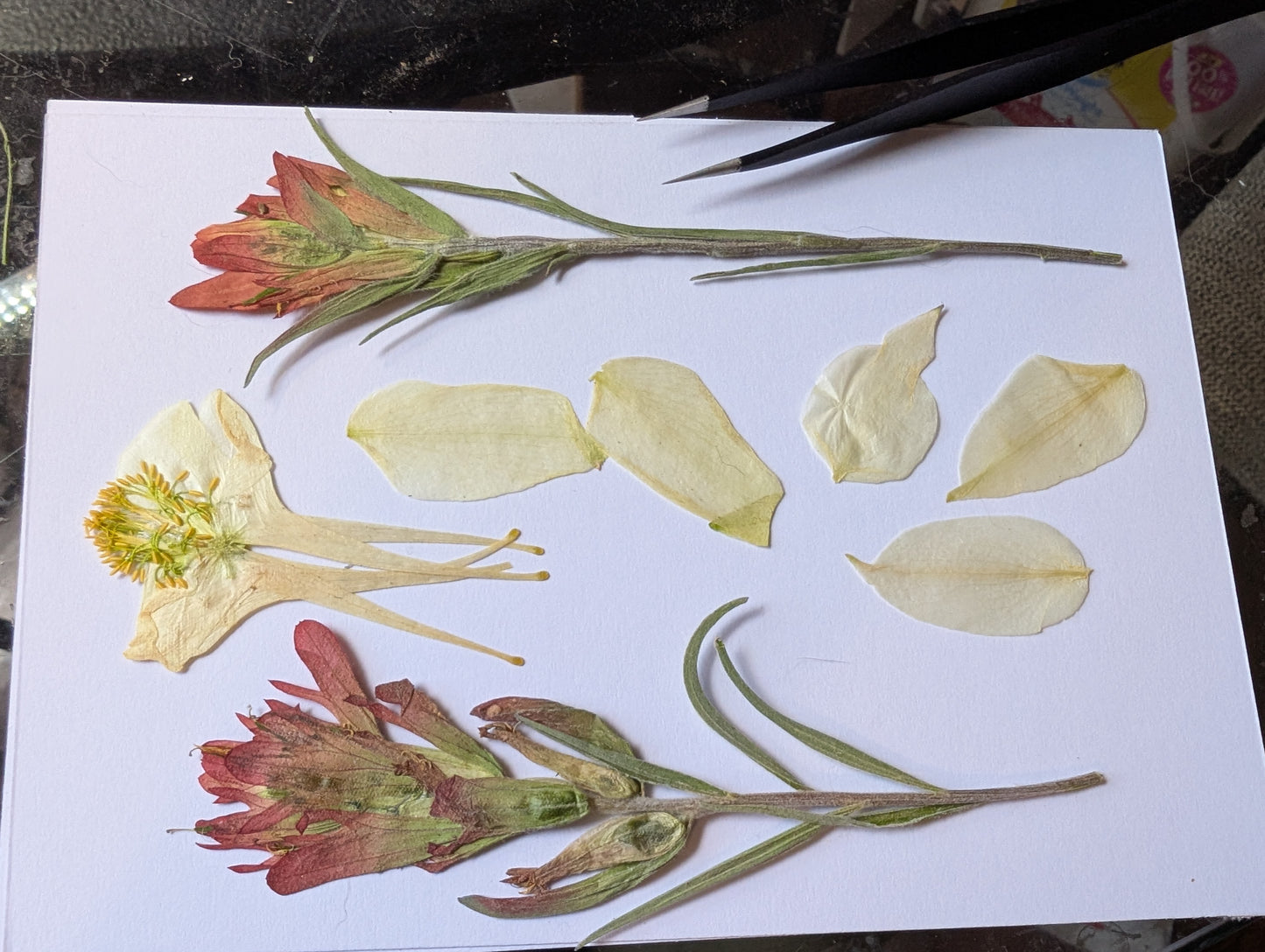 Indian Paintbrushes Pressed Wildflowers