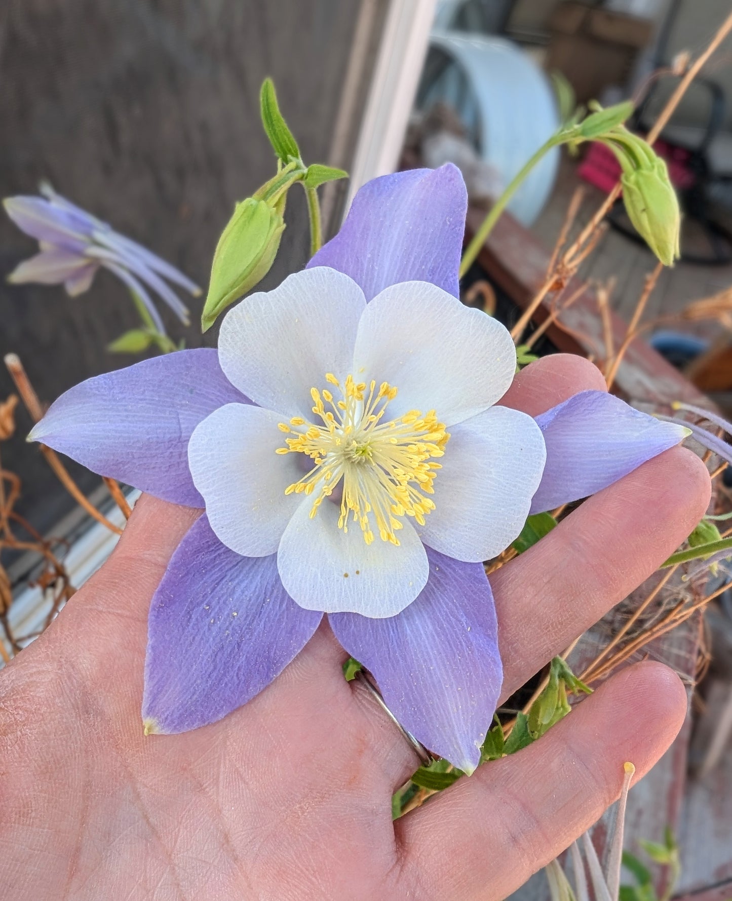 Columbine Wildflower Window