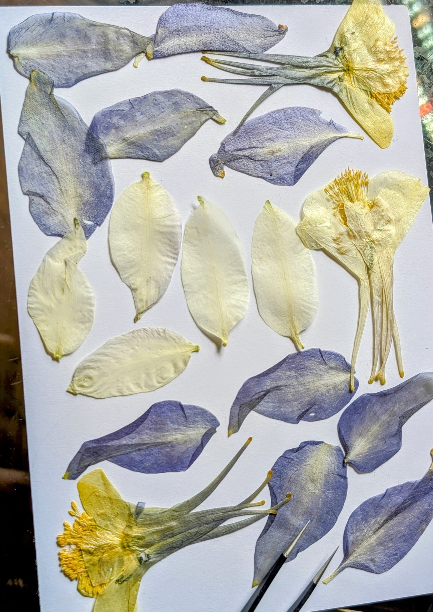 Columbine Pressed Wildflowers
