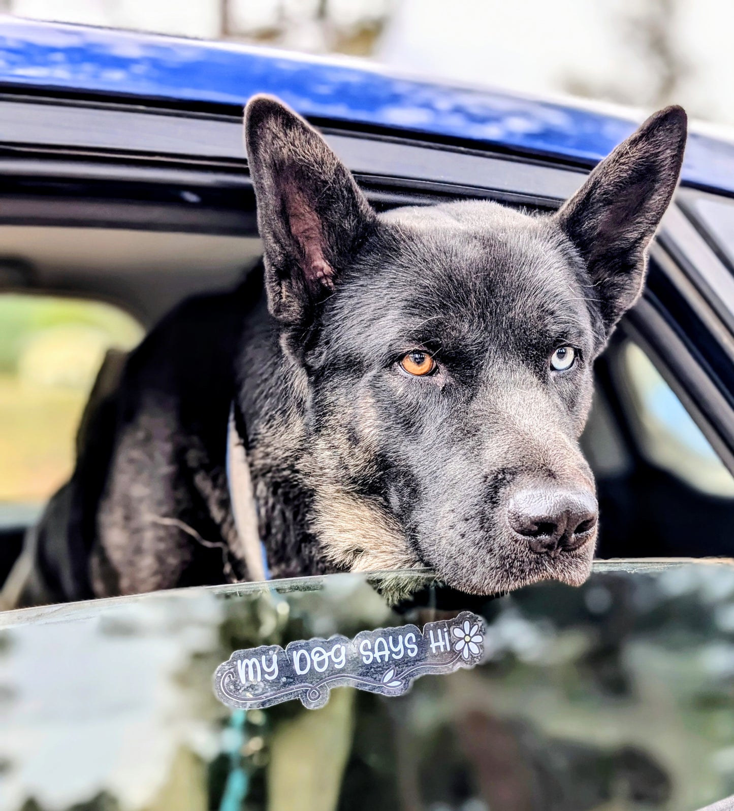 Dog Lover Clear Vinyl Bumper Sticker