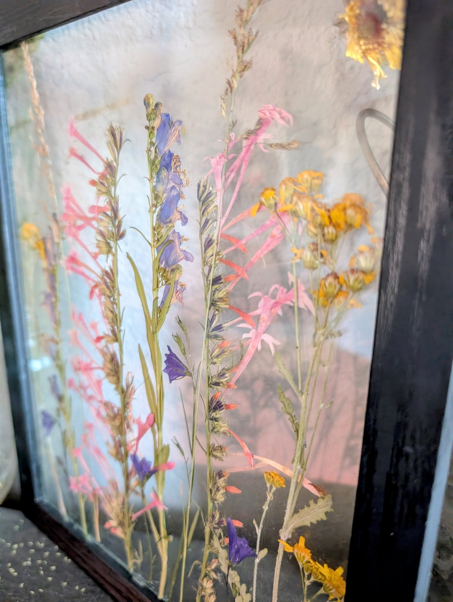 Columbine Wildflower Window