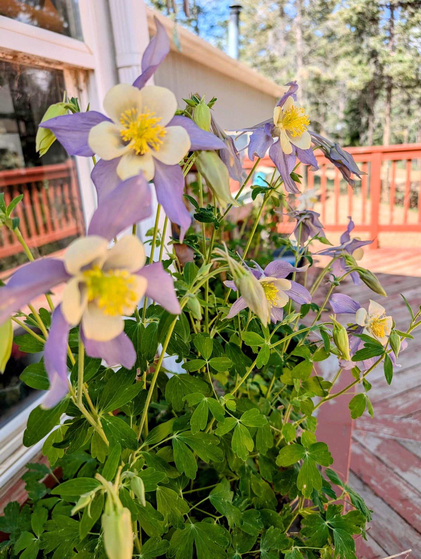 Colorado Indian Paintbrushes and Fairy Trumpets Wildflower Window
