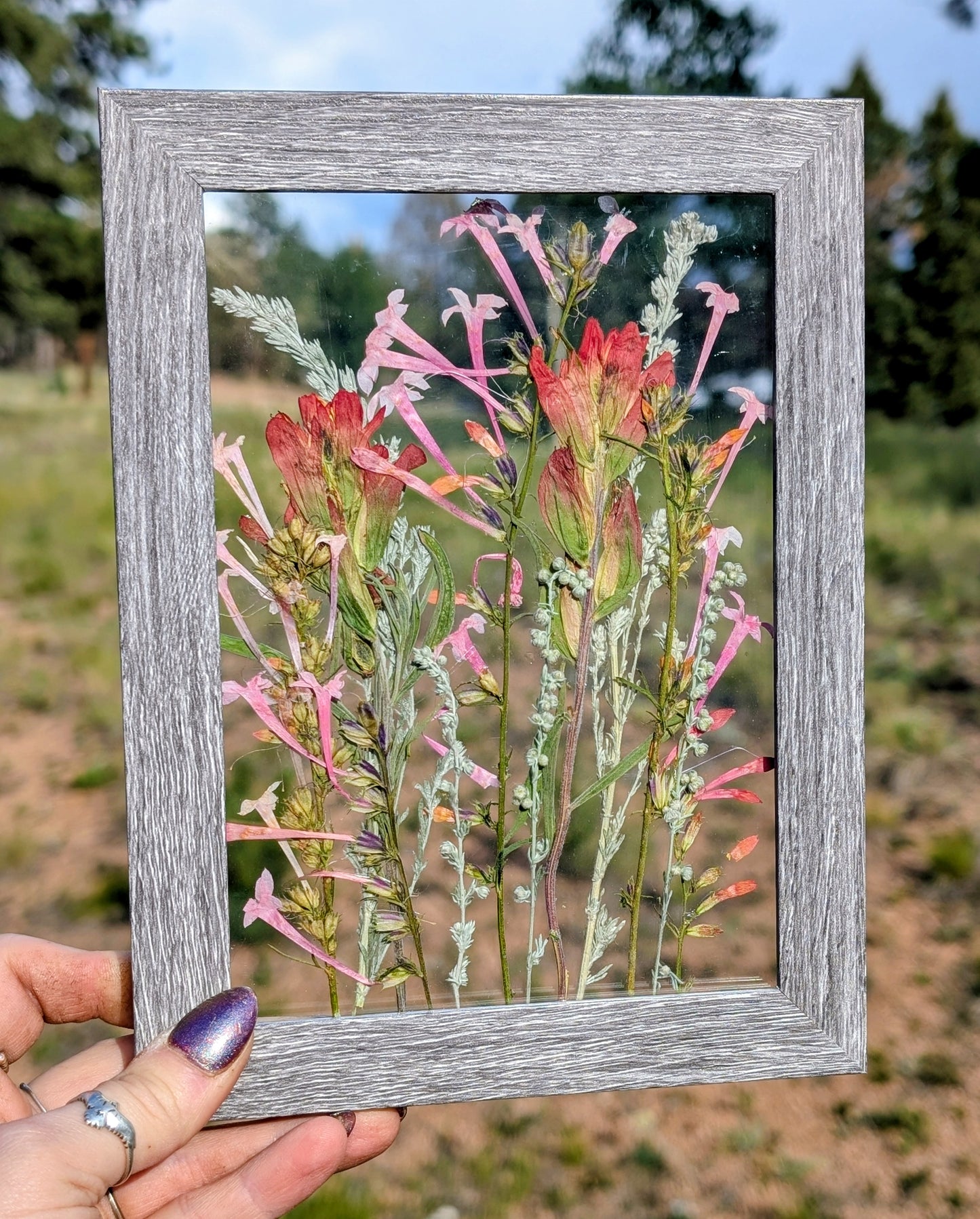 Colorado Indian Paintbrushes and Fairy Trumpets Wildflower Window