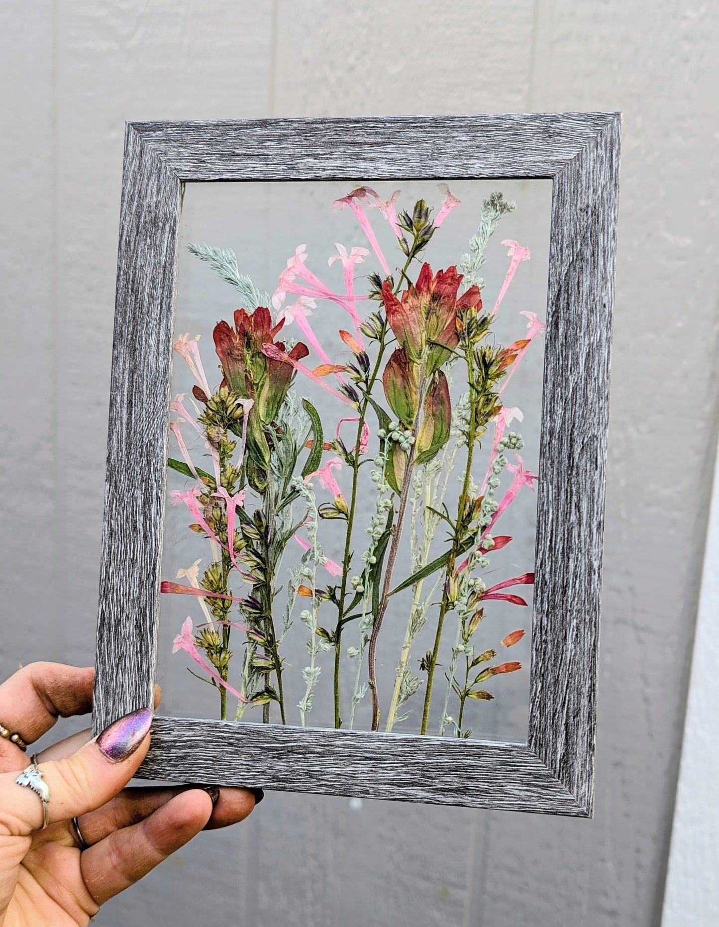 Colorado Indian Paintbrushes and Fairy Trumpets Wildflower Window