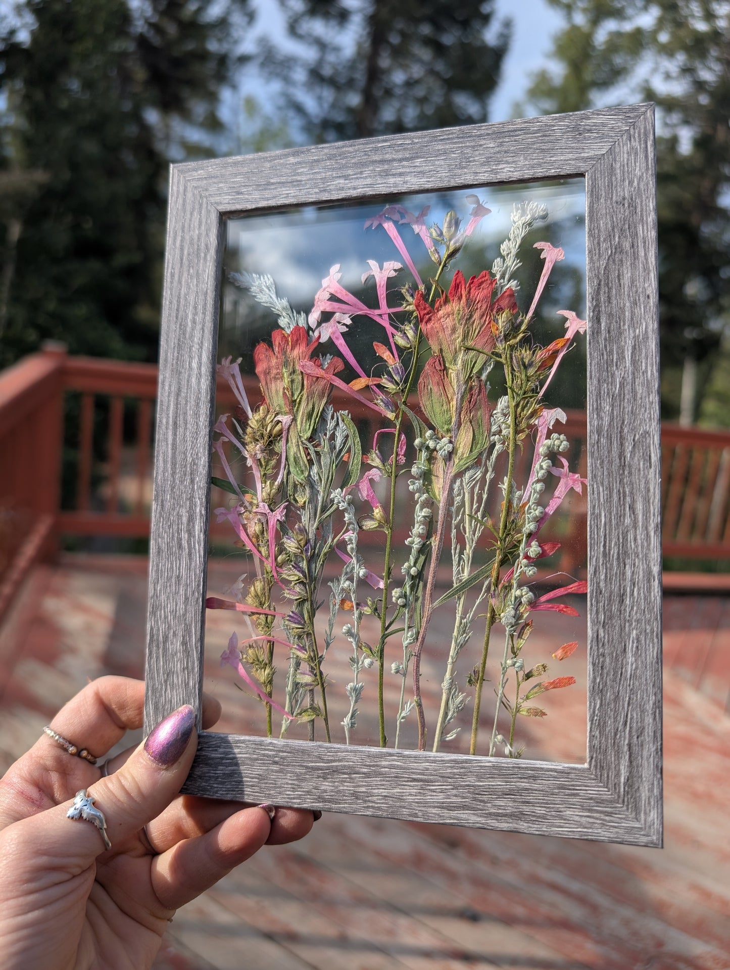 Colorado Indian Paintbrushes and Fairy Trumpets Wildflower Window