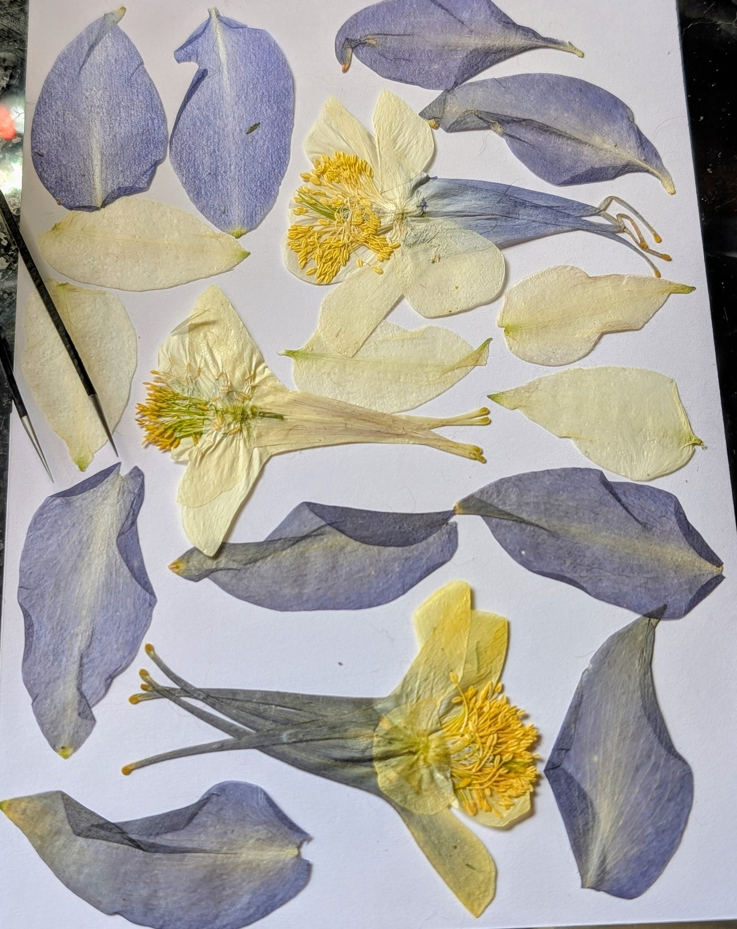 Columbine Pressed Wildflowers