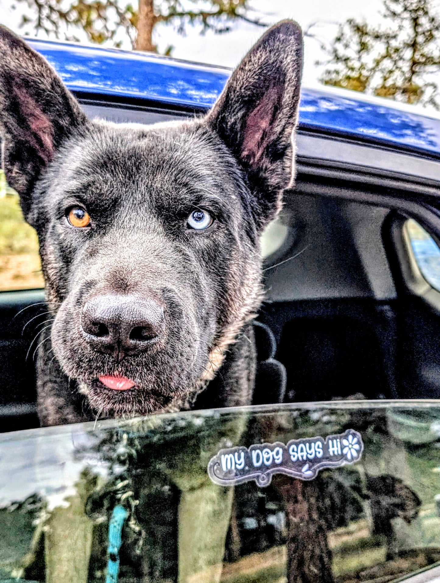 Dog Lover Clear Vinyl Bumper Sticker
