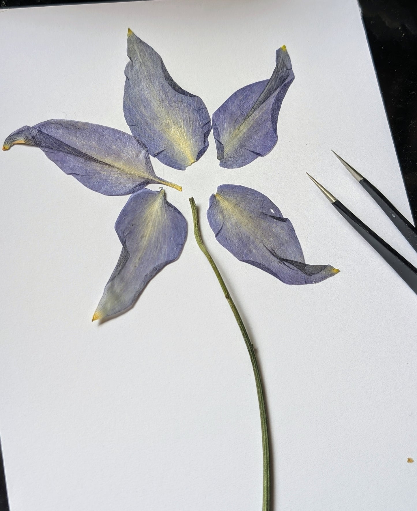 Columbine Pressed Wildflowers