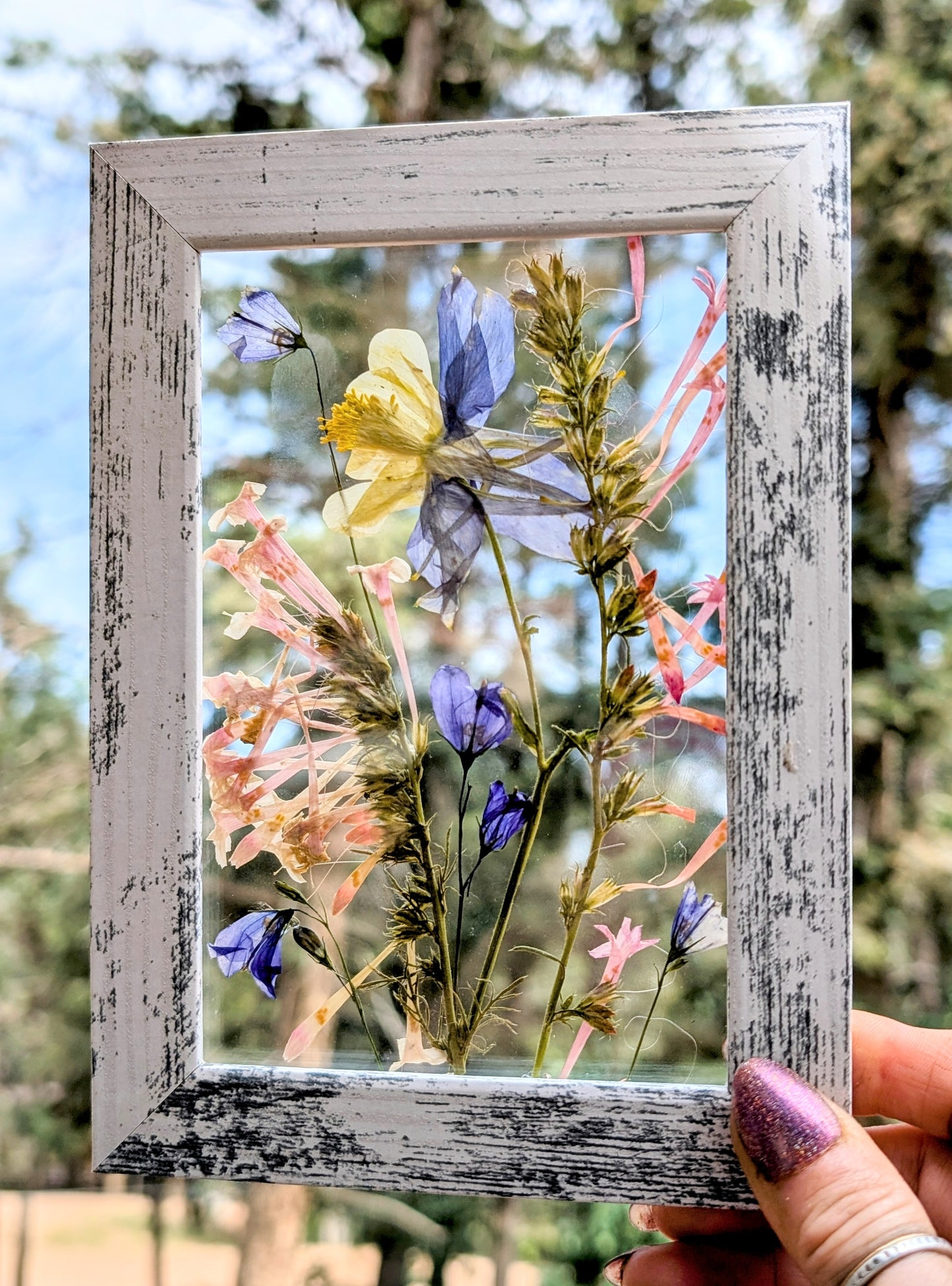 Colorado Columbine Wildflower Window