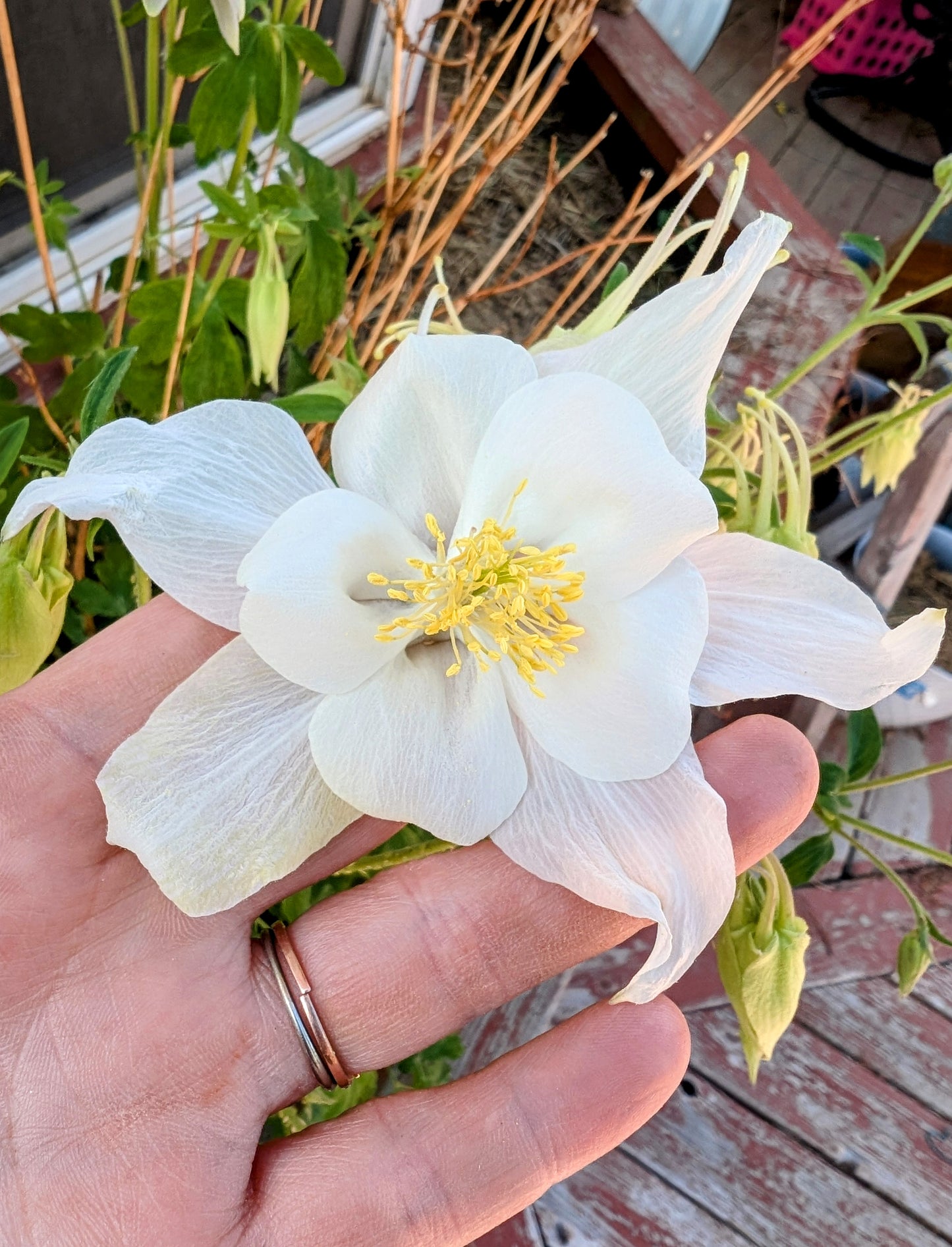 Columbine Pressed Wildflowers