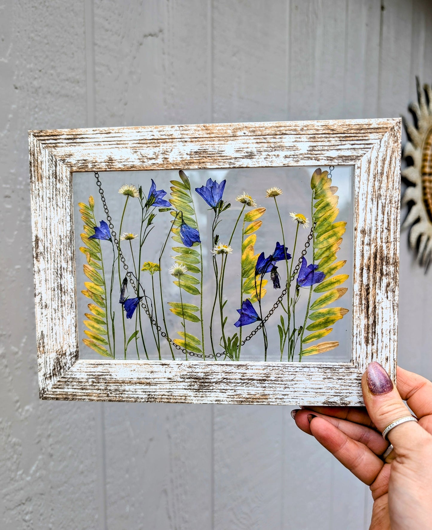 Colorado Alpine Daisies and Harabells Wildflower Window
