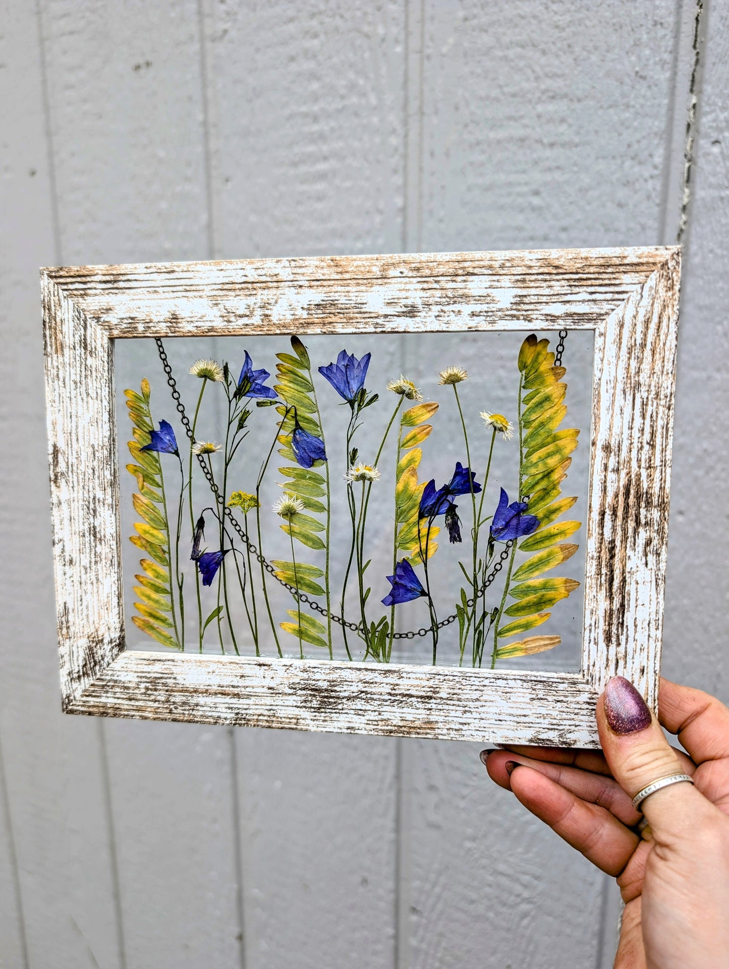 Colorado Alpine Daisies and Harabells Wildflower Window