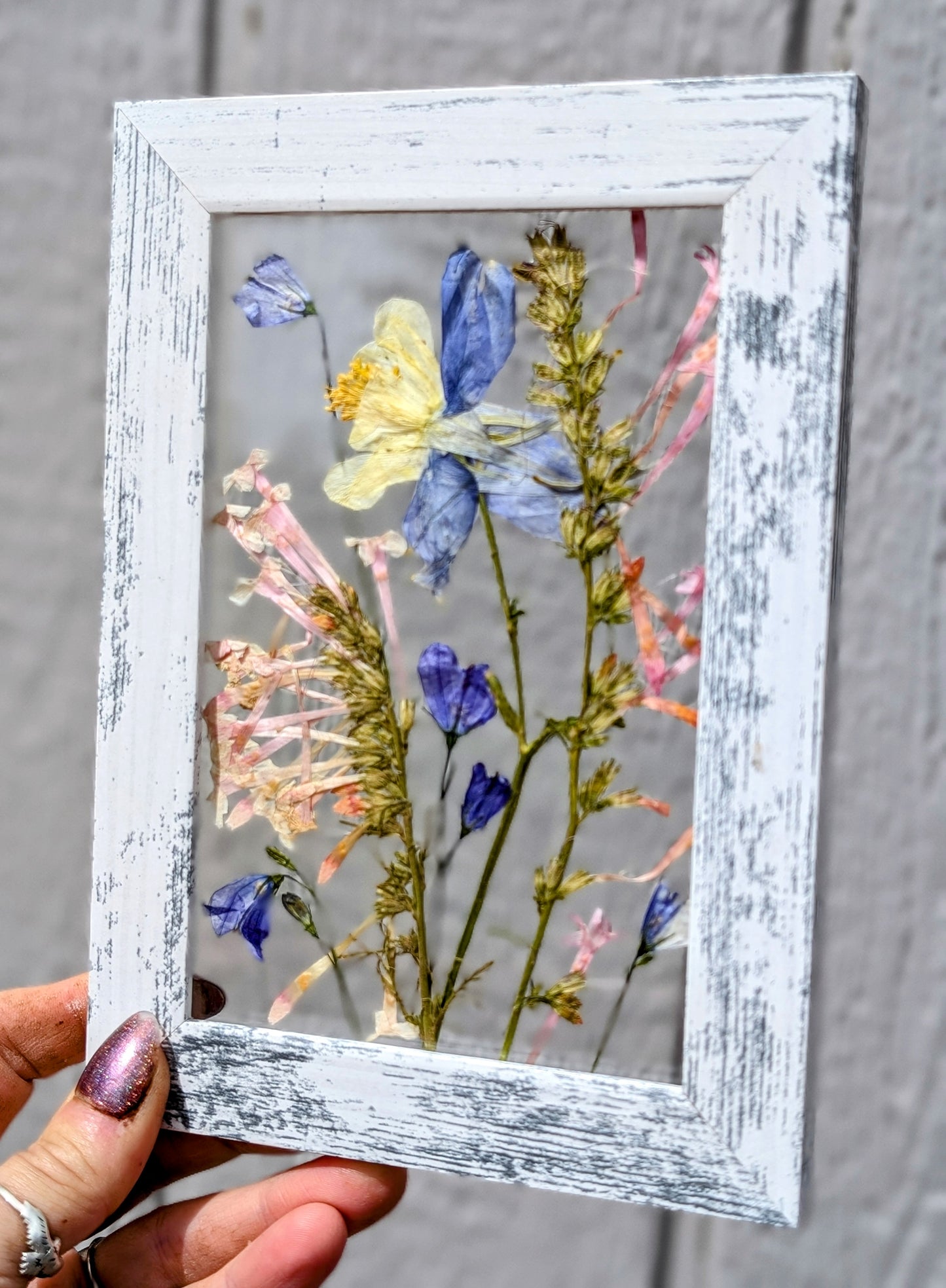 Colorado Columbine Wildflower Window