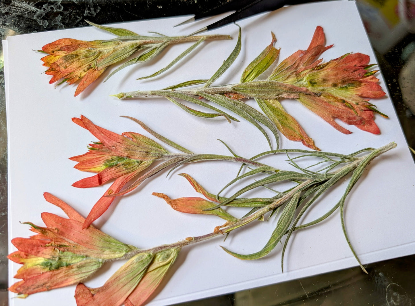 Indian Paintbrushes Pressed Wildflowers