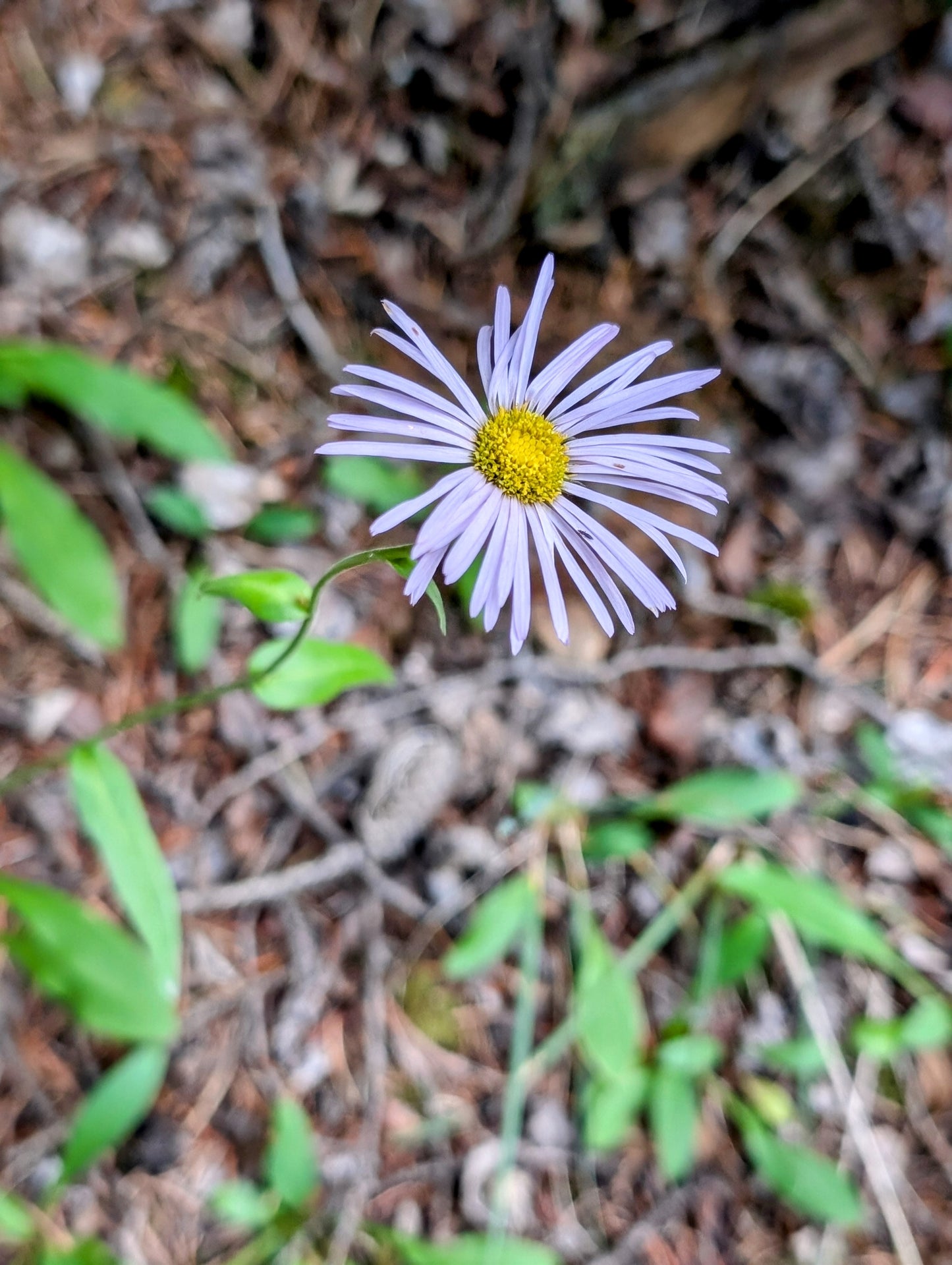 Alpine Daisy Sterling Silver Necklace