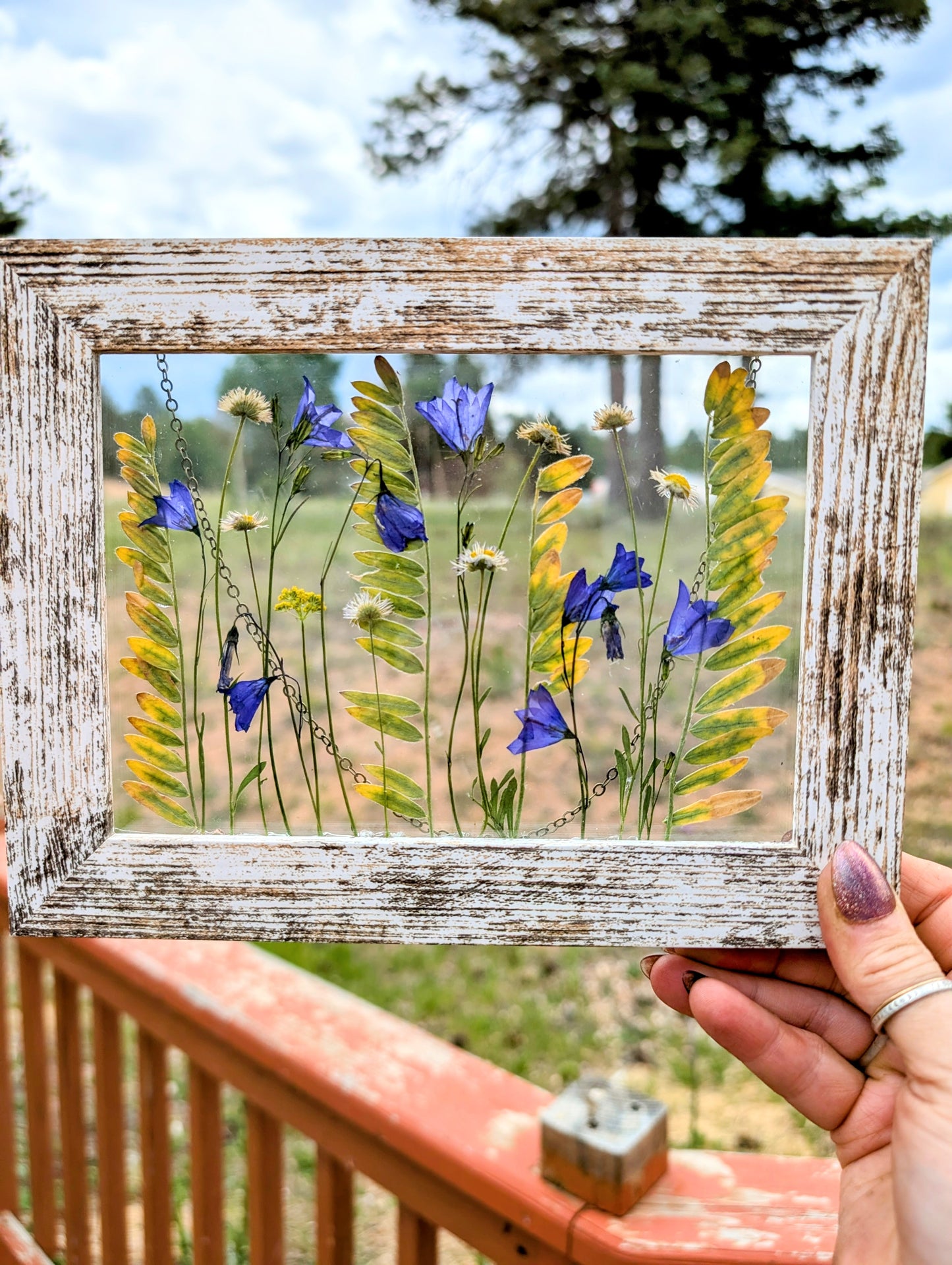 Colorado Alpine Daisies and Harabells Wildflower Window