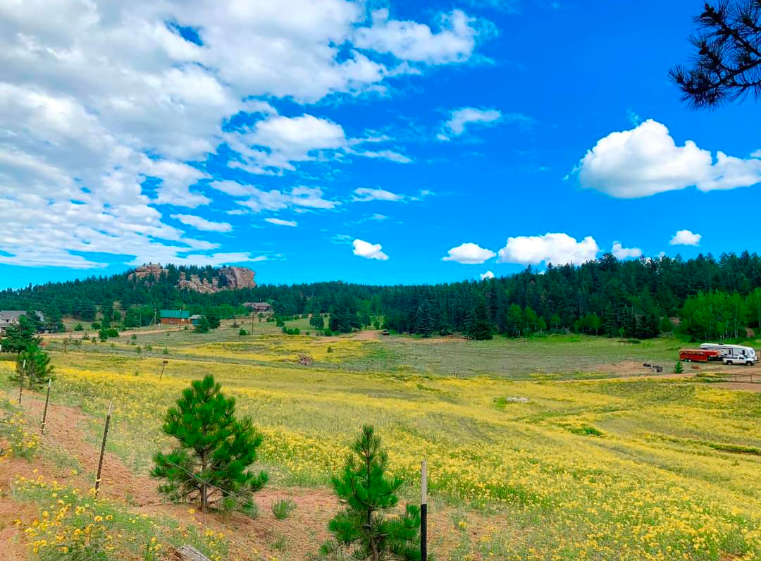 Native Wild Yarrow Seeds