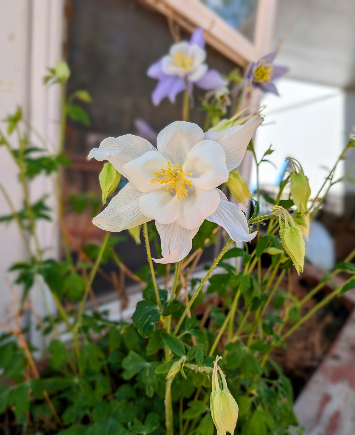 Columbine Pressed Wildflowers