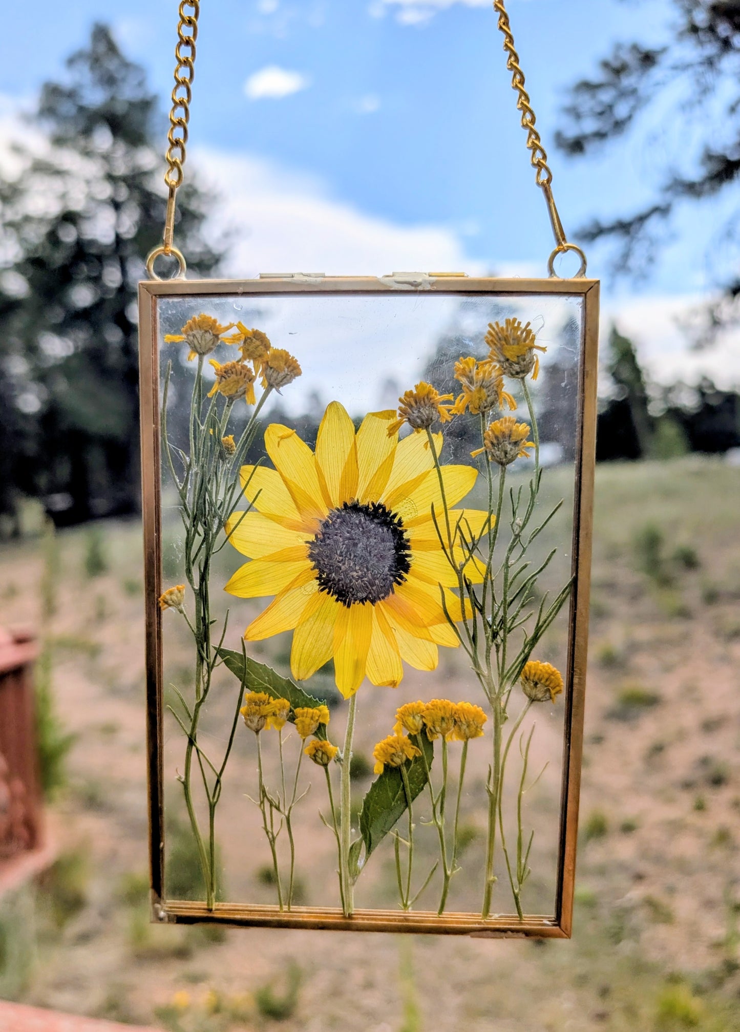Wild Sunflower 4x6" Wildflower Window