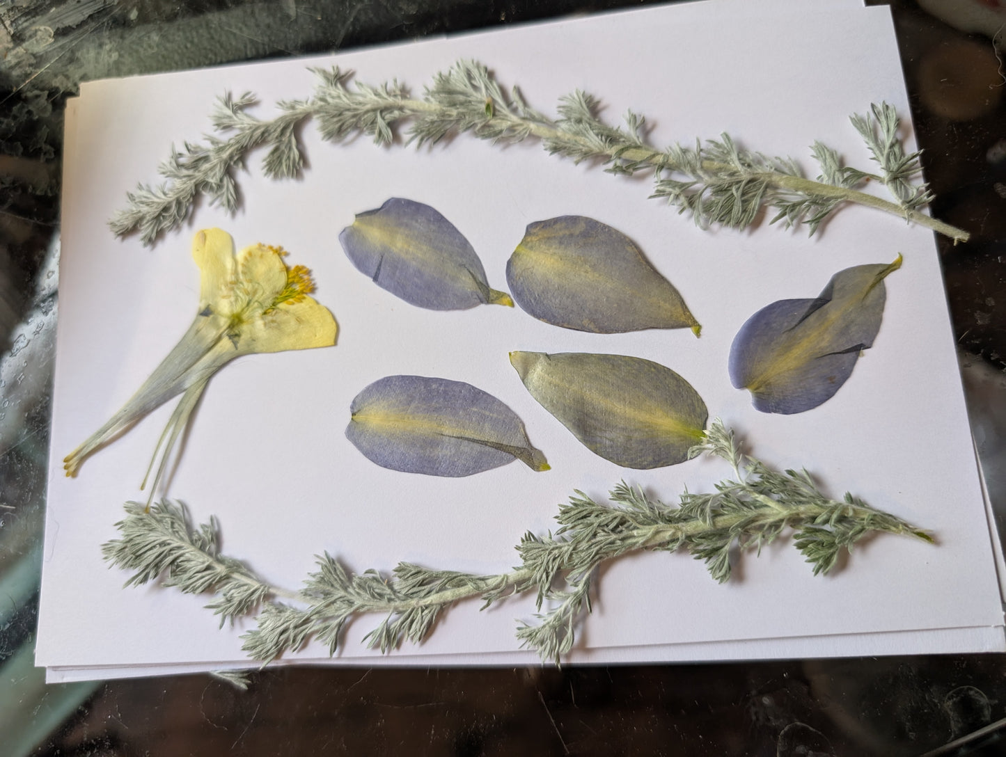 Columbine Pressed Wildflowers
