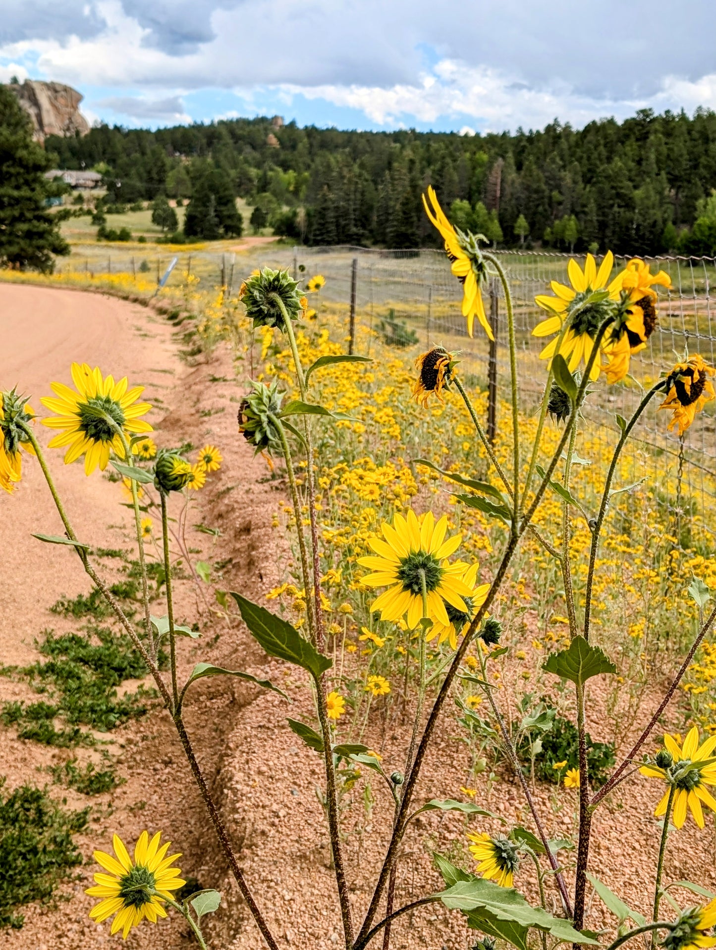 Colorado Wildflower Window Statement Piece