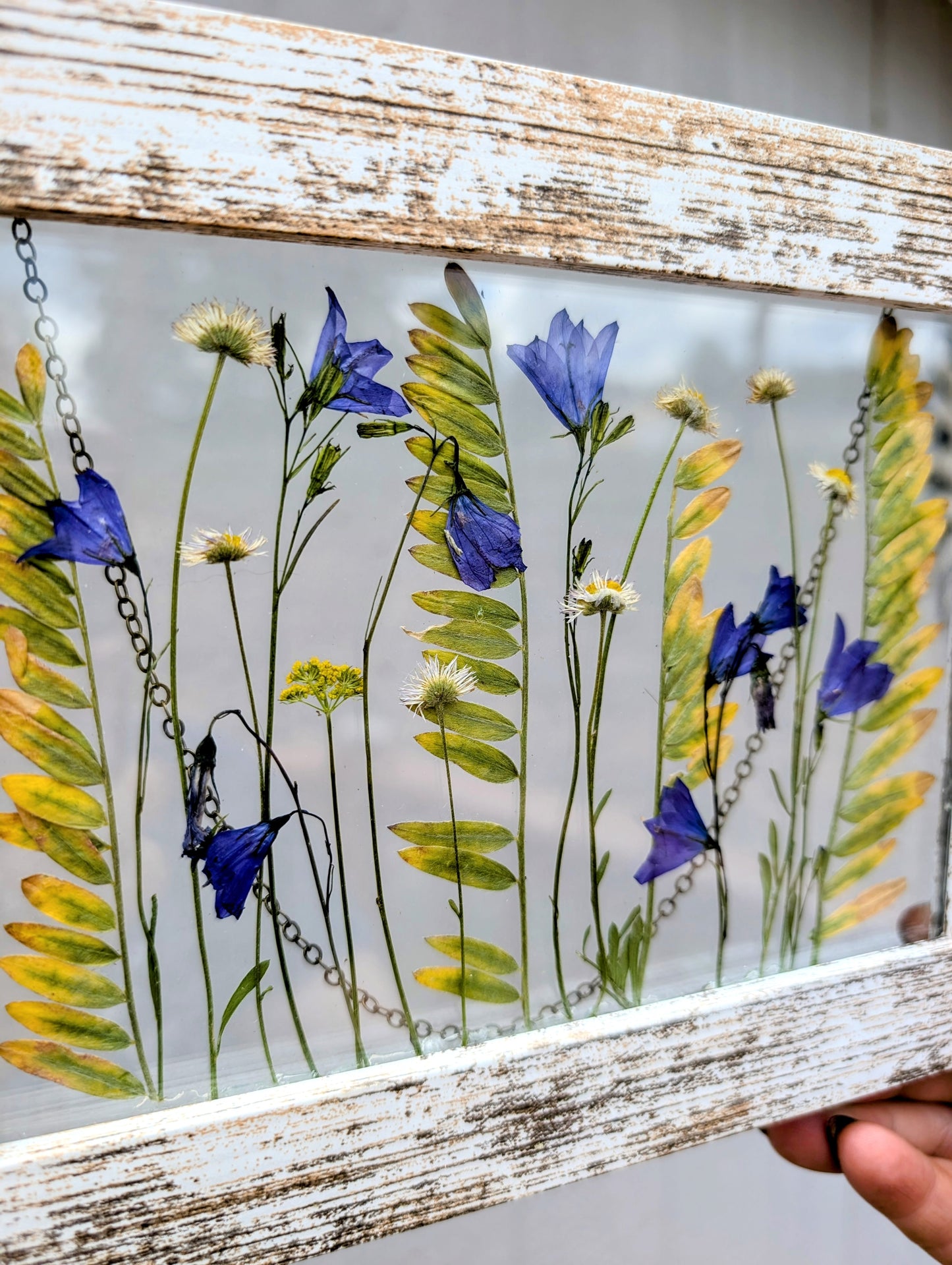 Colorado Alpine Daisies and Harabells Wildflower Window
