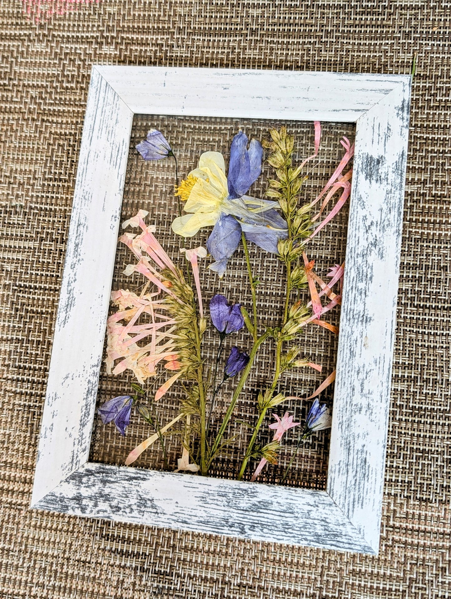 Colorado Columbine Wildflower Window