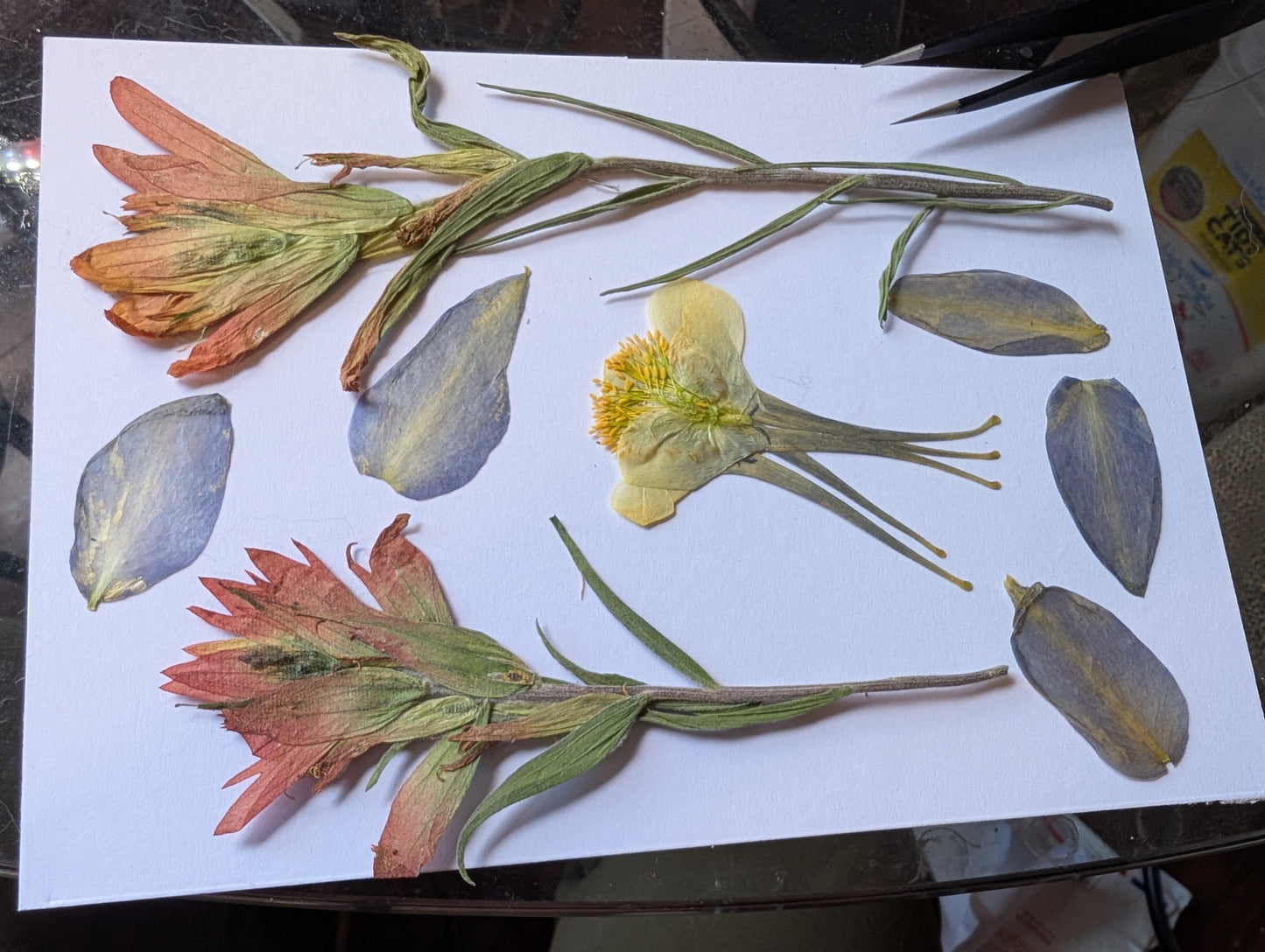Indian Paintbrushes Pressed Wildflowers