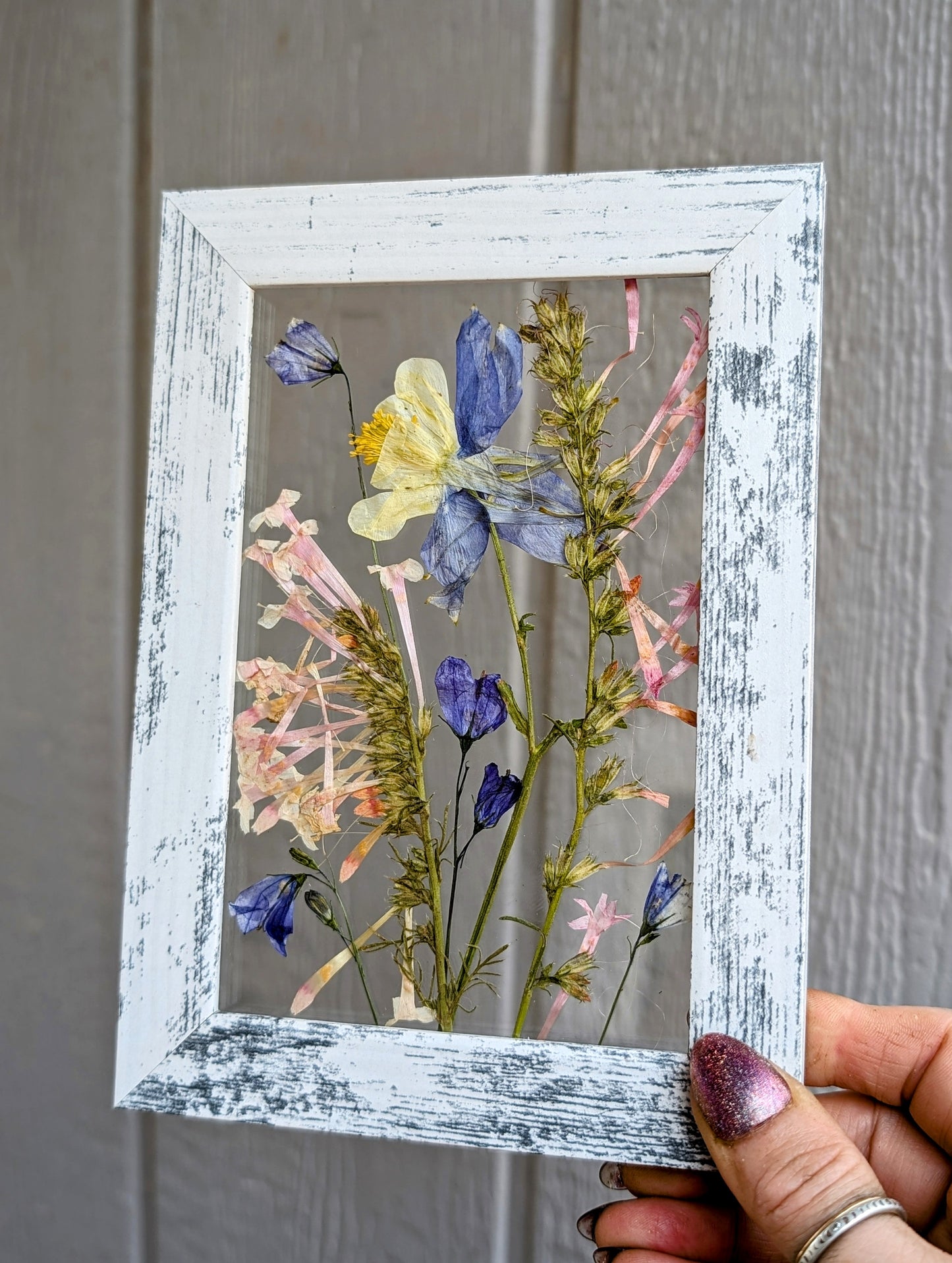 Colorado Columbine Wildflower Window