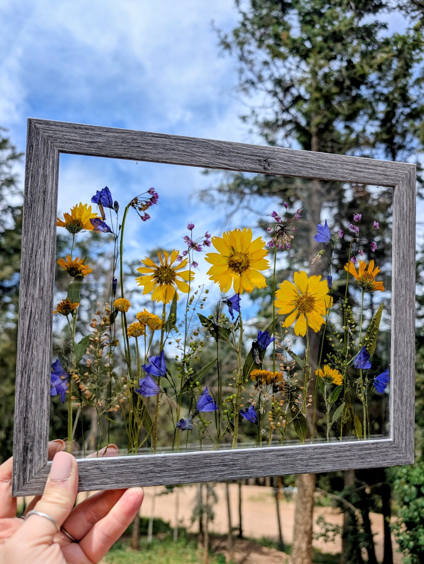 Colorado Wildflower Window Statement Piece