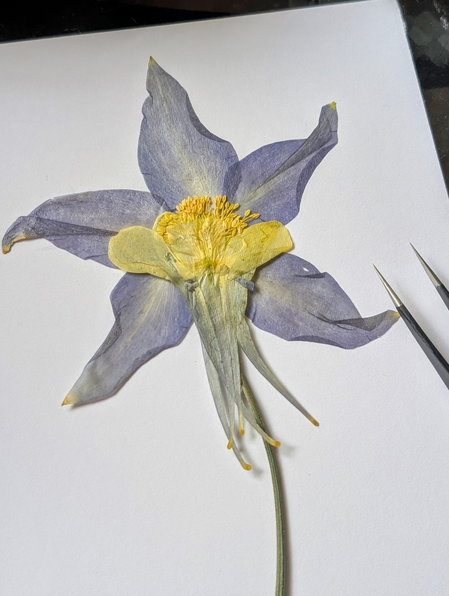 Columbine Pressed Wildflowers