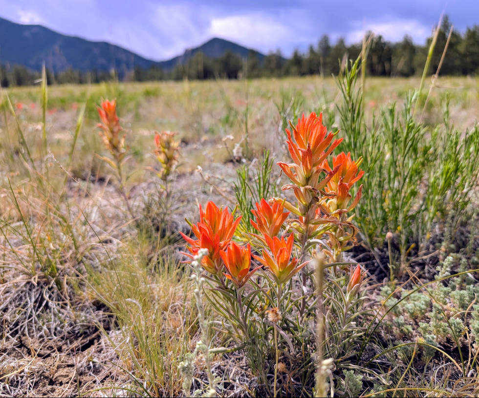 Columbine Wildflower Window