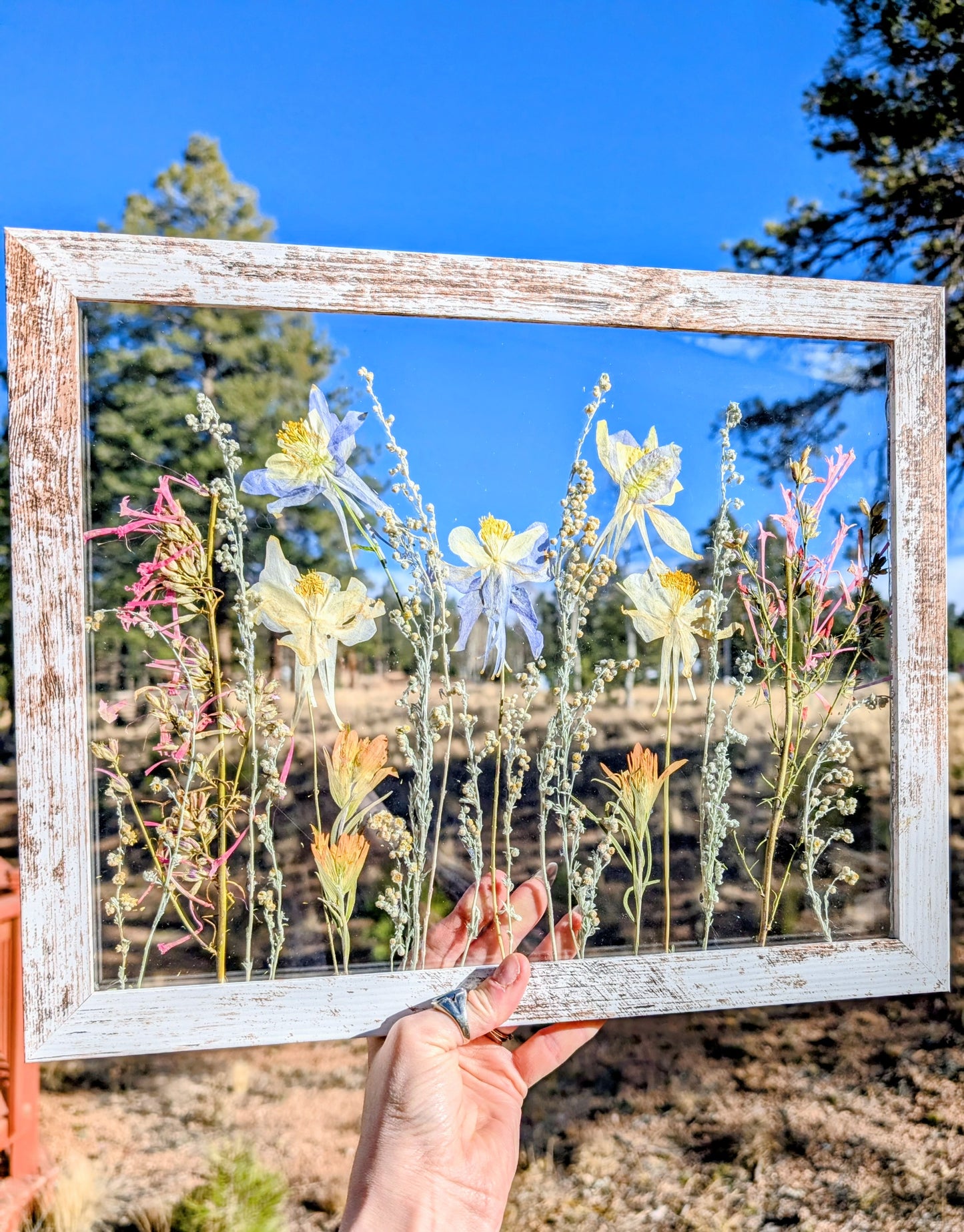 Custom Colorado Wildflower Window Framed Floral Artwork