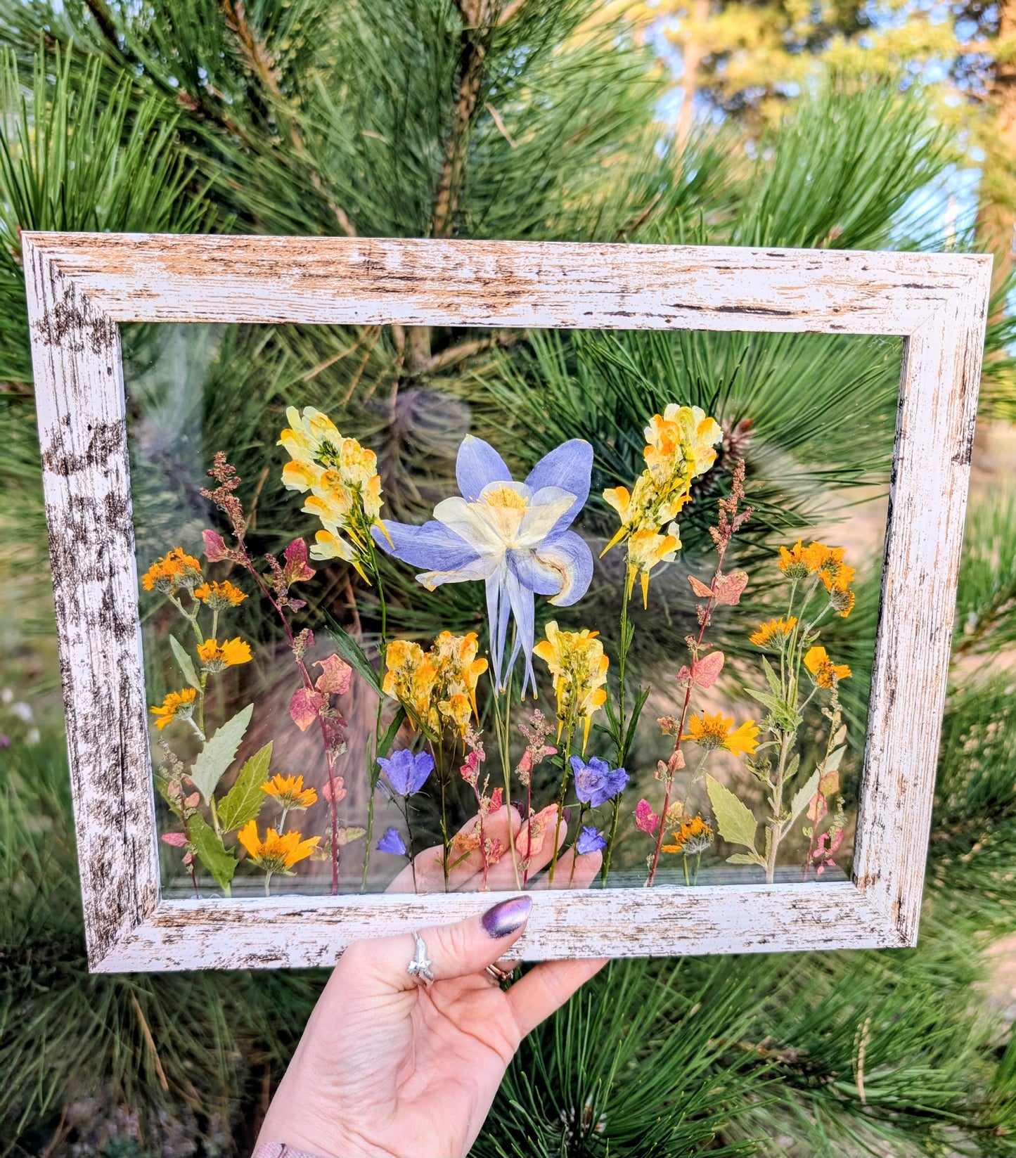 Custom Colorado Wildflower Window Framed Floral Artwork