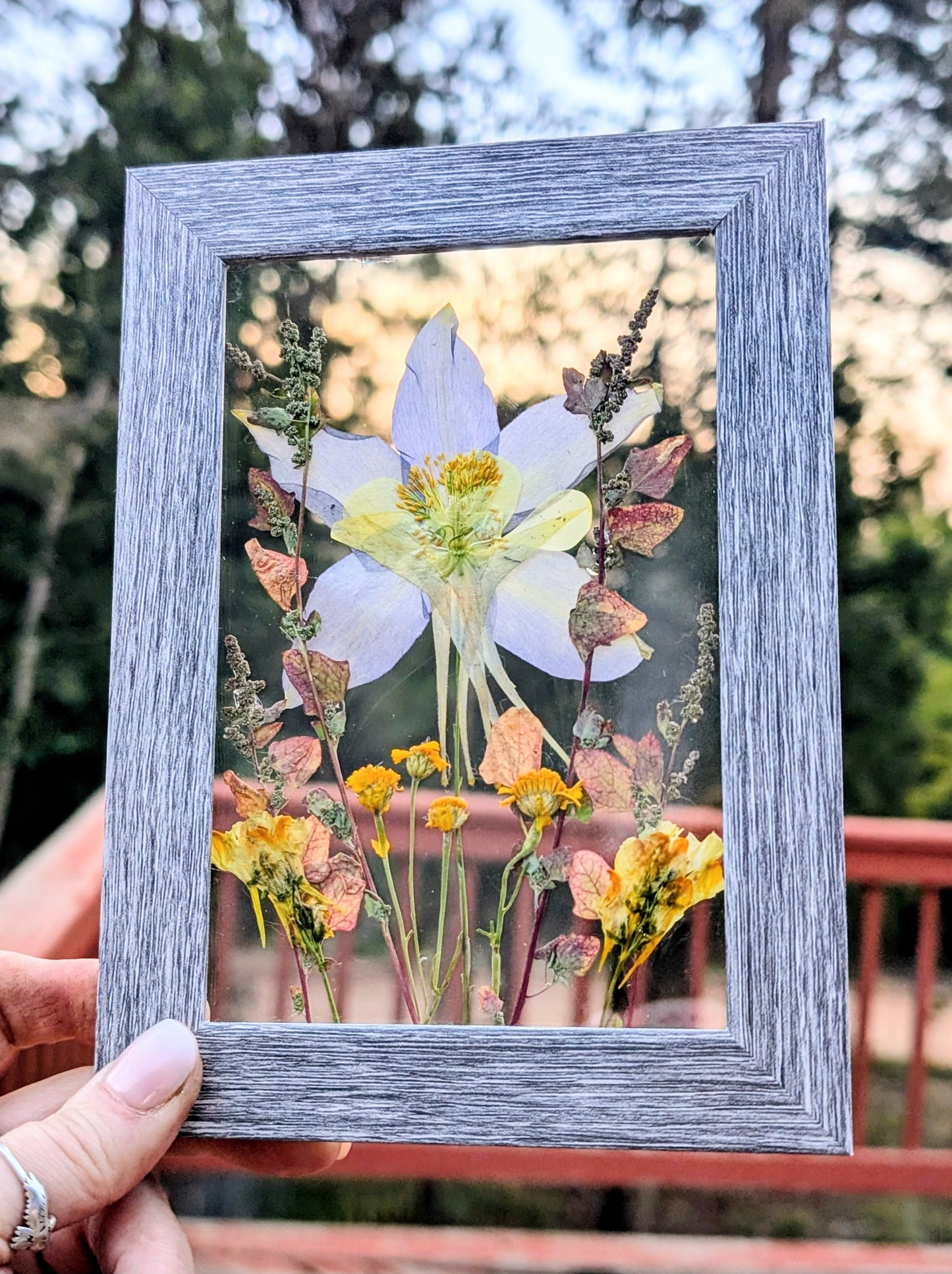 Custom Colorado Wildflower Window Framed Floral Artwork