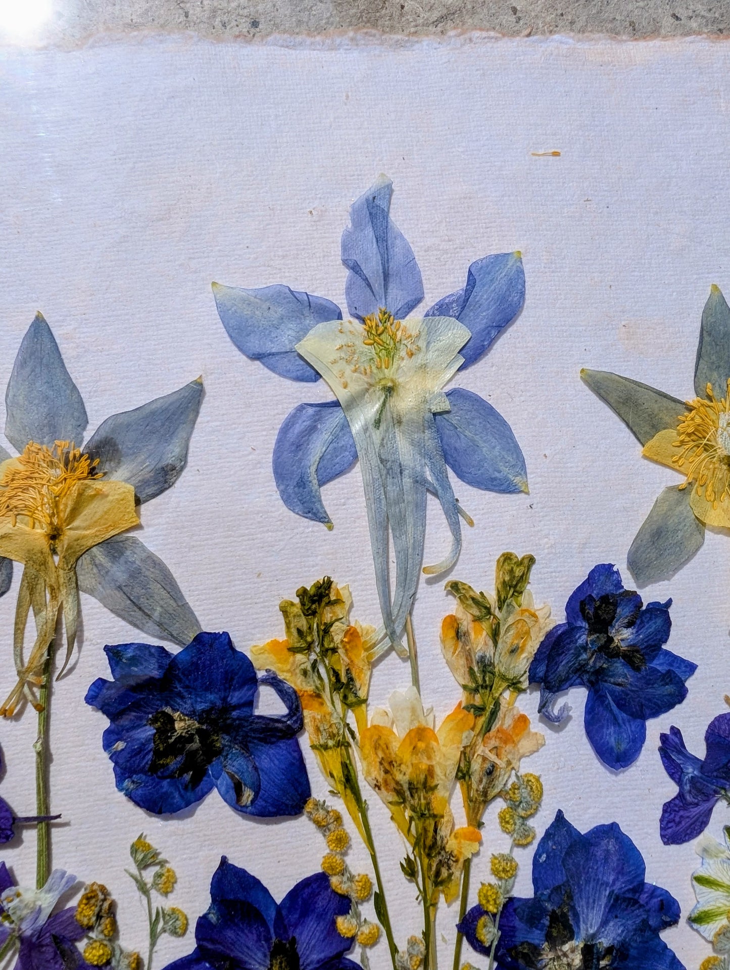 Colorado Wildflower Window Columbine Statement Piece