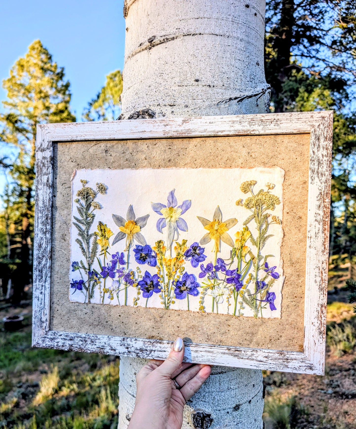 Colorado Wildflower Window Columbine Statement Piece