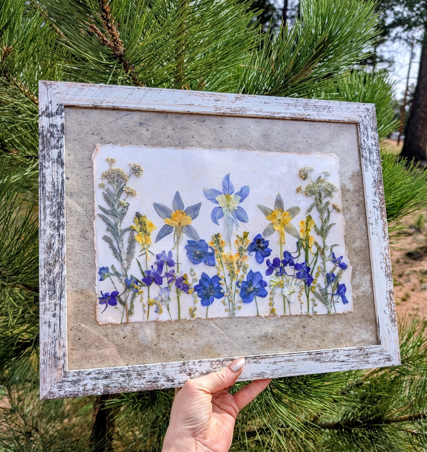 Colorado Wildflower Window Columbine Statement Piece