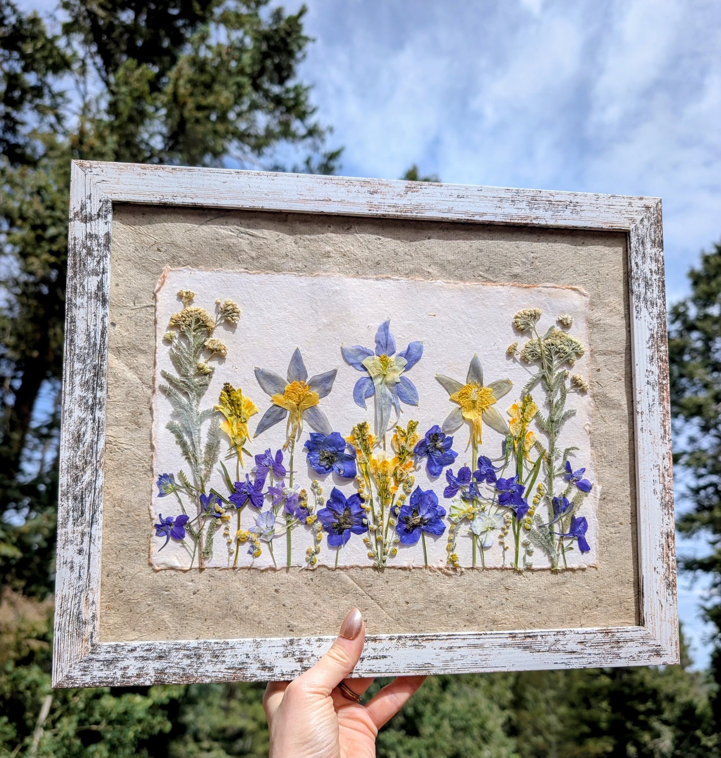 Colorado Wildflower Window Columbine Statement Piece