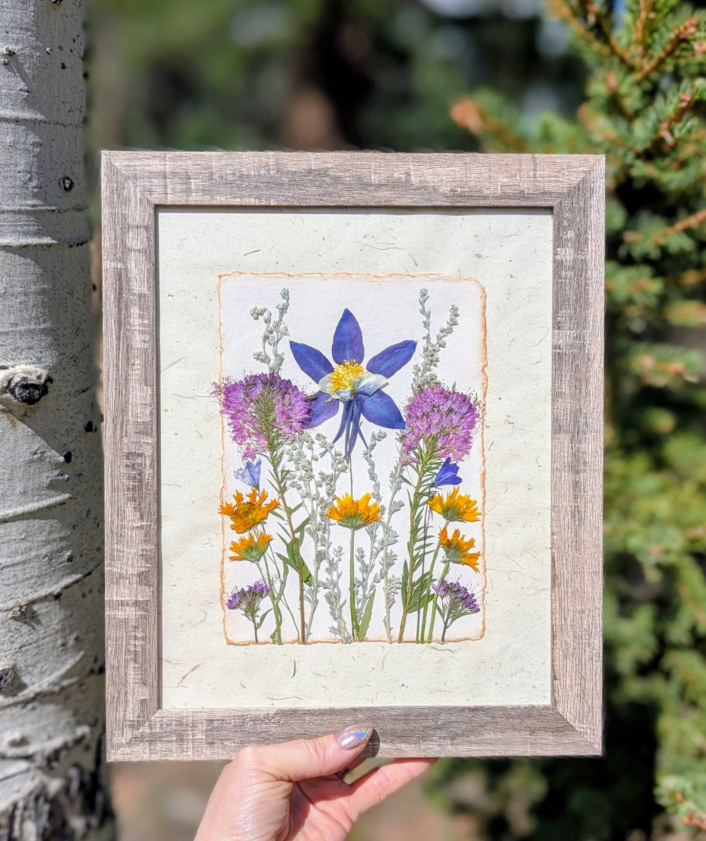 Colorado Wildflower Window Columbine Statement Piece