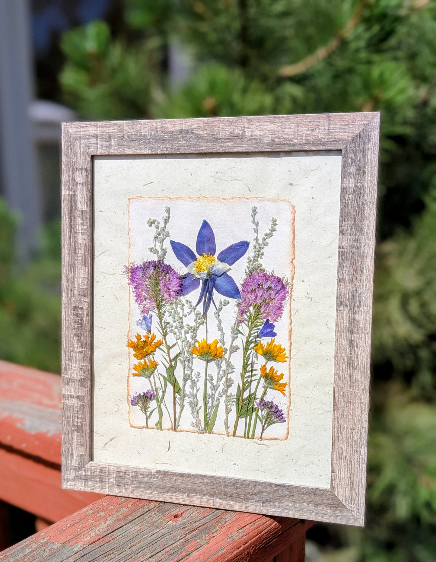 Colorado Wildflower Window Columbine Statement Piece