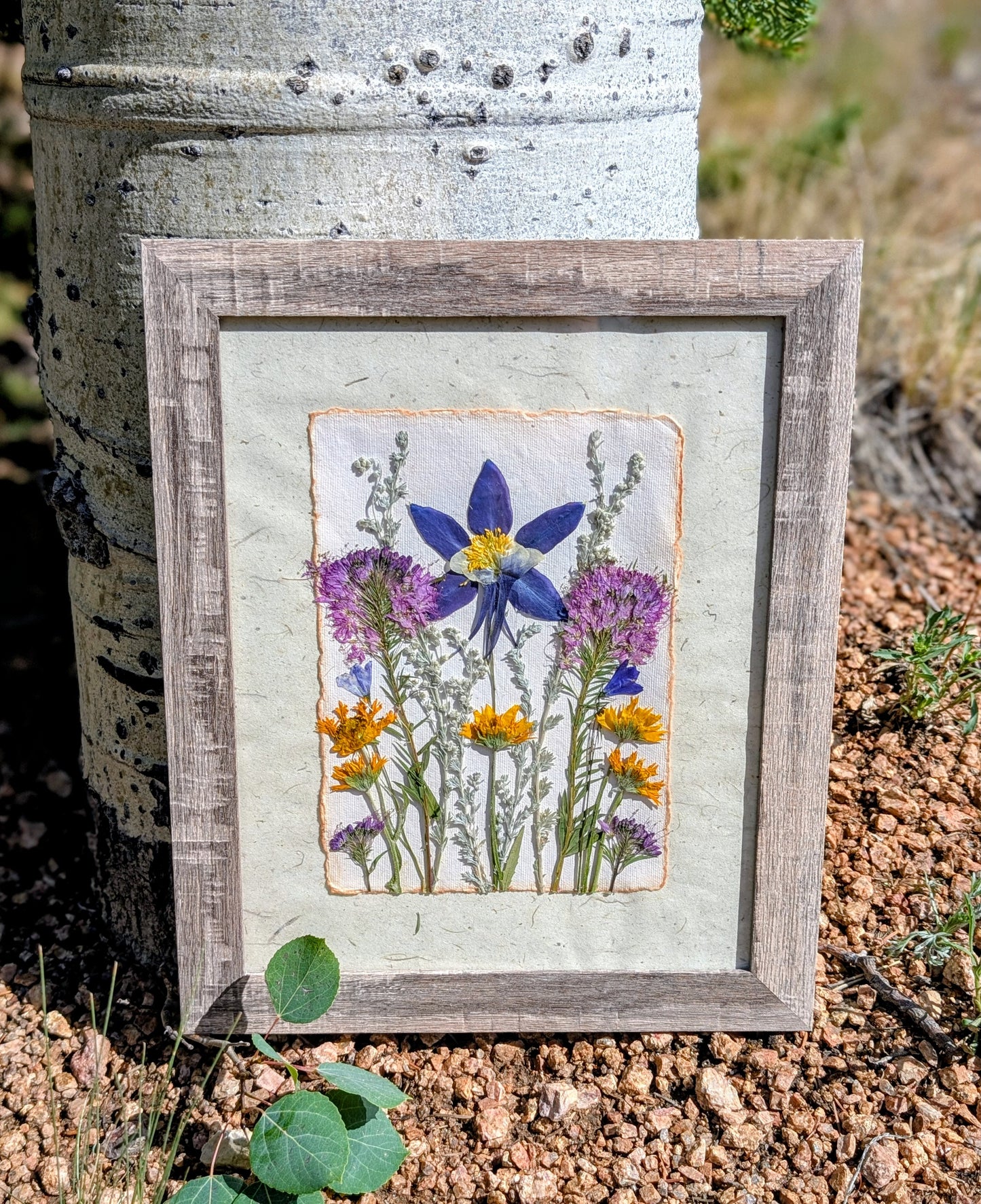 Colorado Wildflower Window Columbine Statement Piece