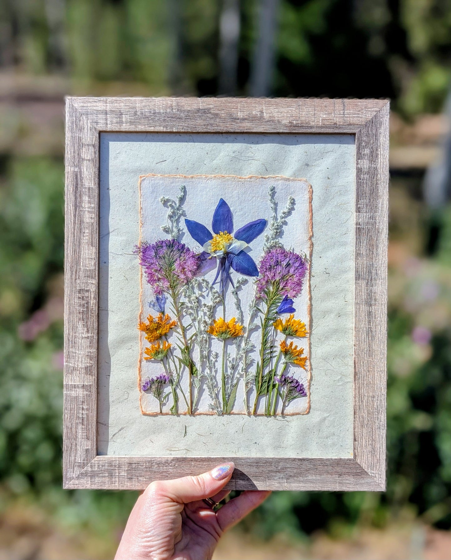 Colorado Wildflower Window Columbine Statement Piece