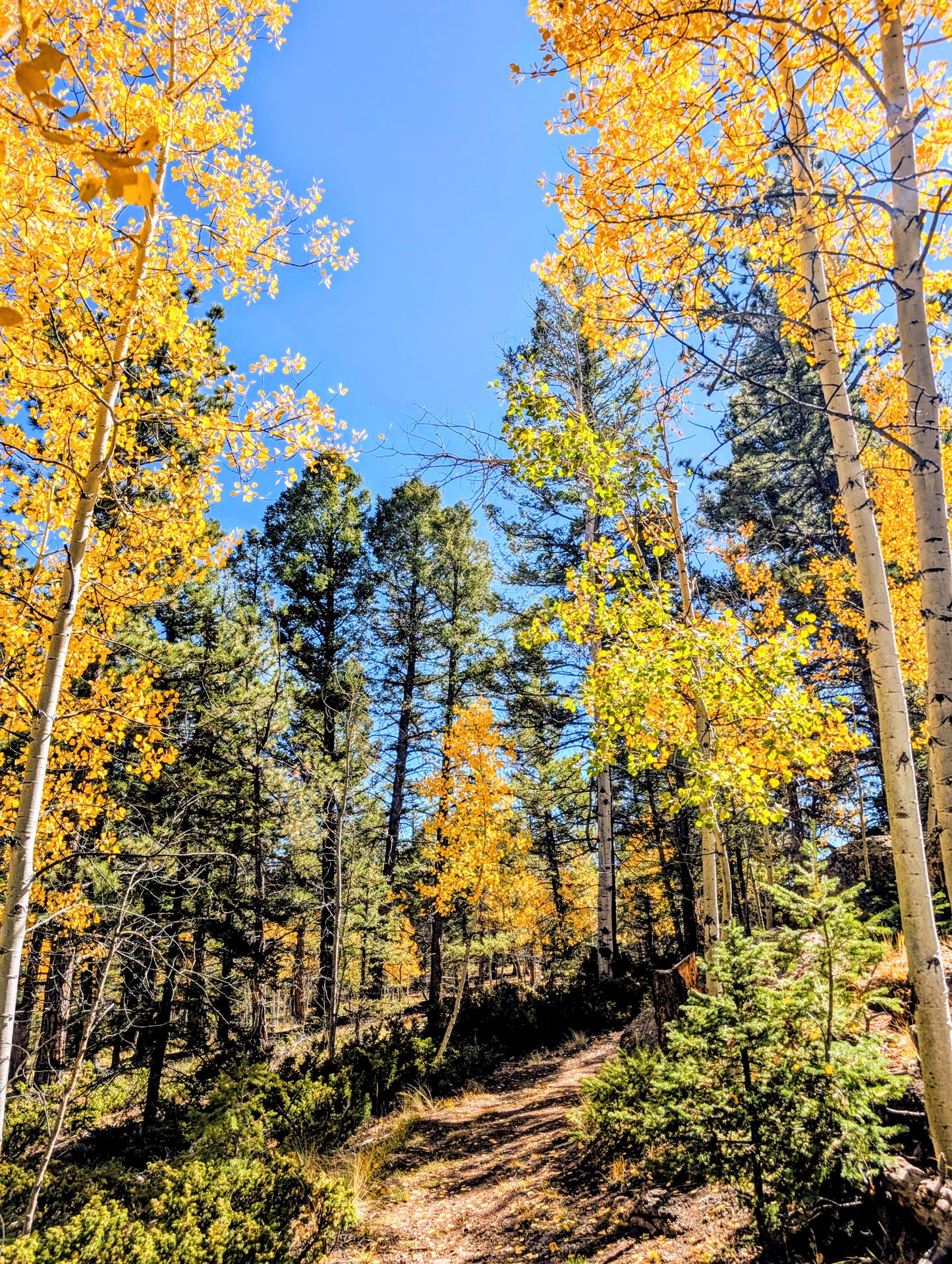 Aspen Leaf Ornaments