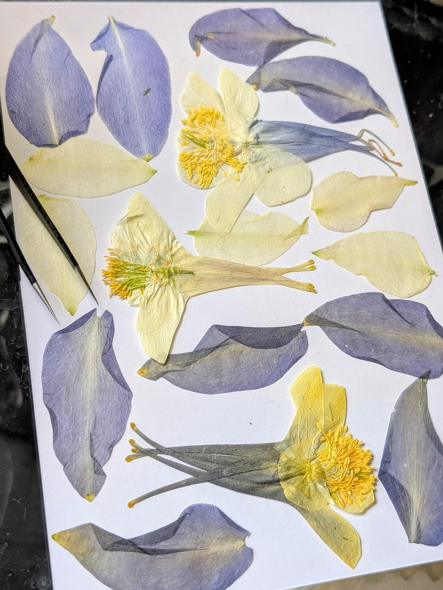 Columbine Pressed Wildflowers