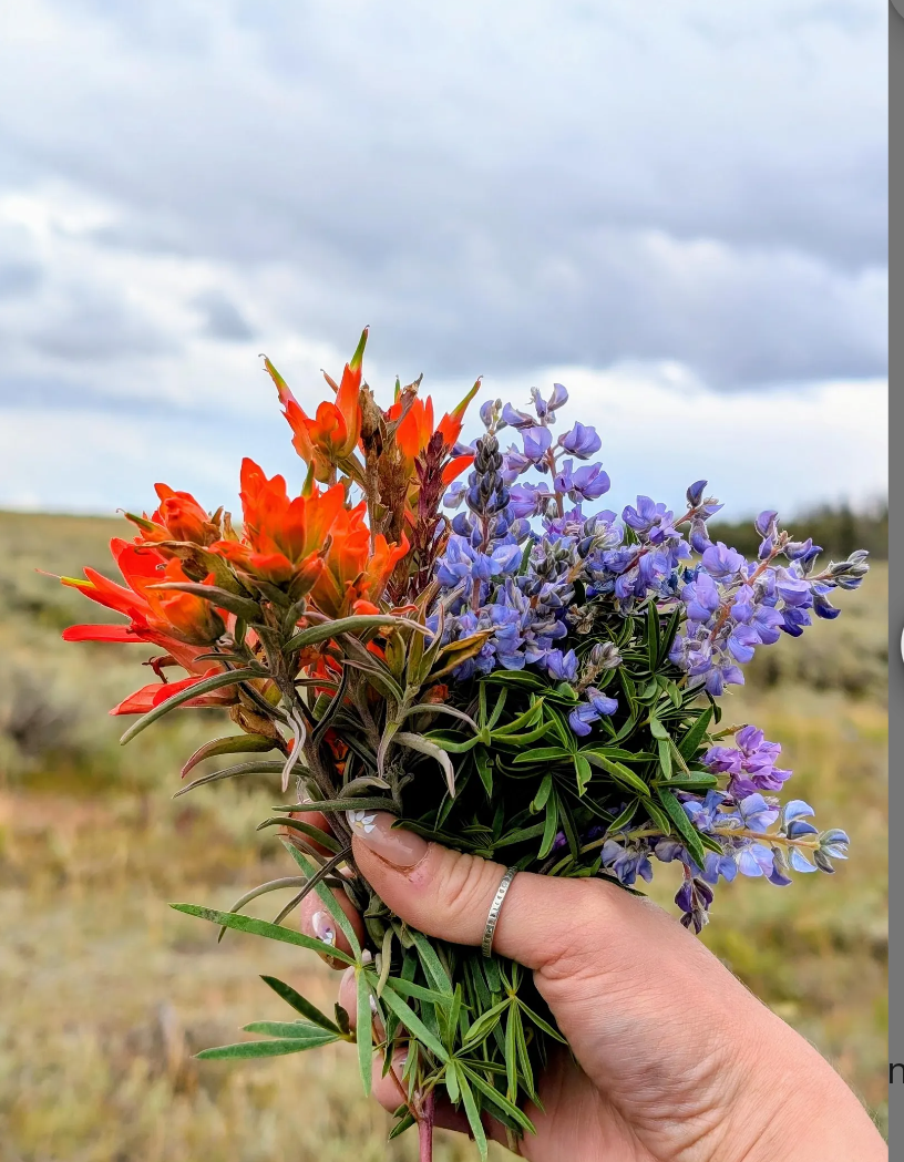 Indian Paintbrush and Wild Sage Nature-Inspired Whimsical Earrings with Dried Floral Accents